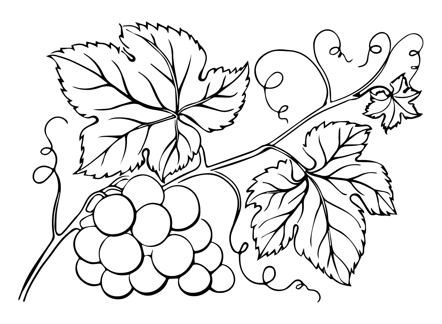 branch-grapes.png