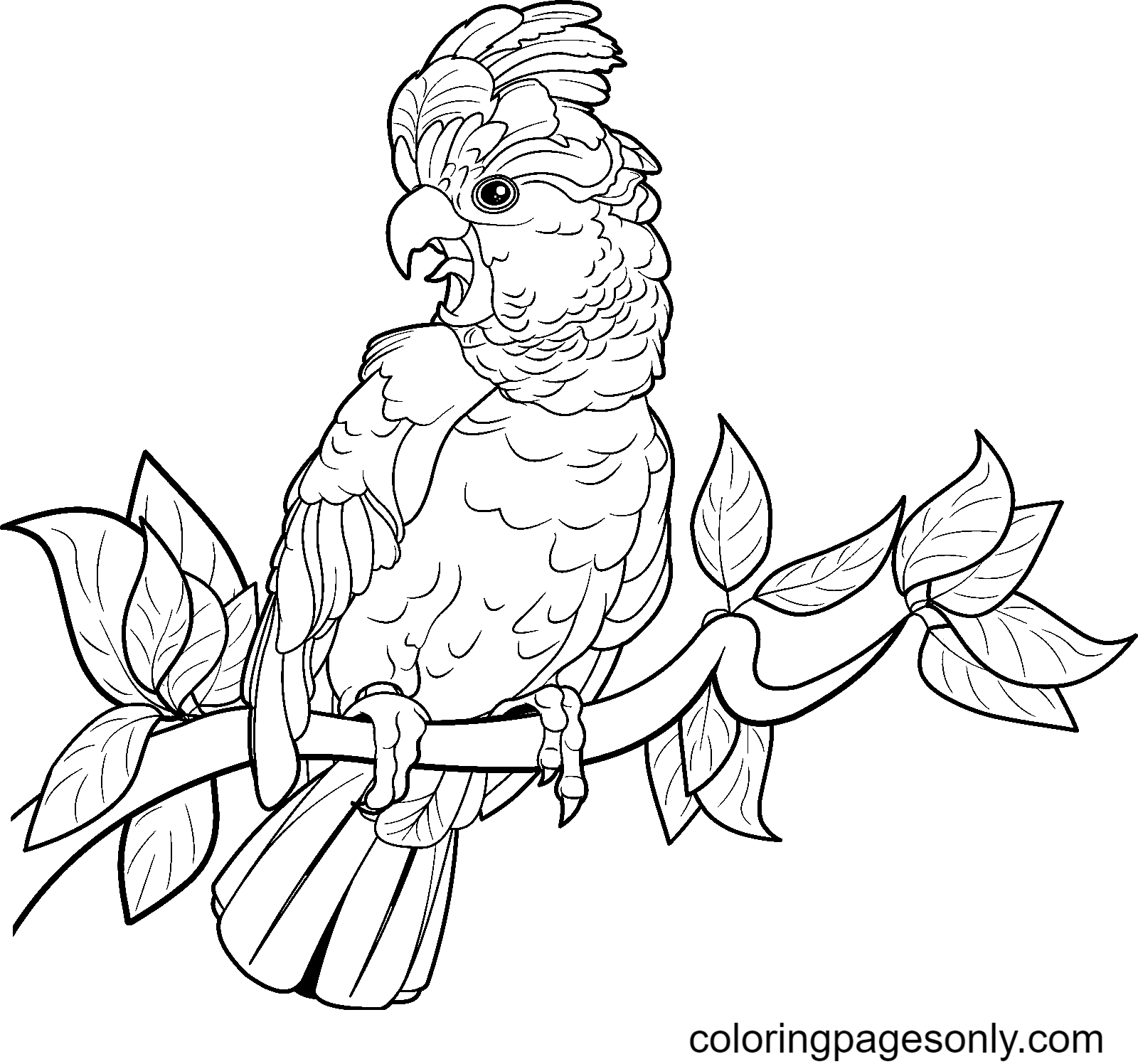 cockatoo-on-tree-branch.png