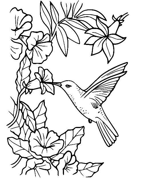 hummingbird-and-flowers.png