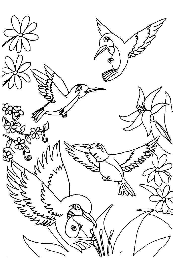 hummingbird-for-kids.png
