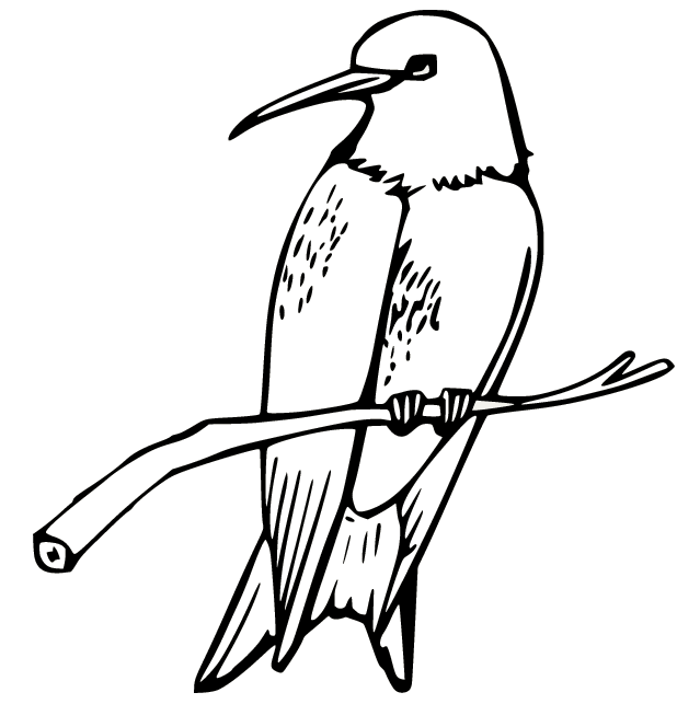 hummingbird-on-the-branch.png