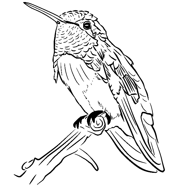 hummingbird-on-the-tree.png