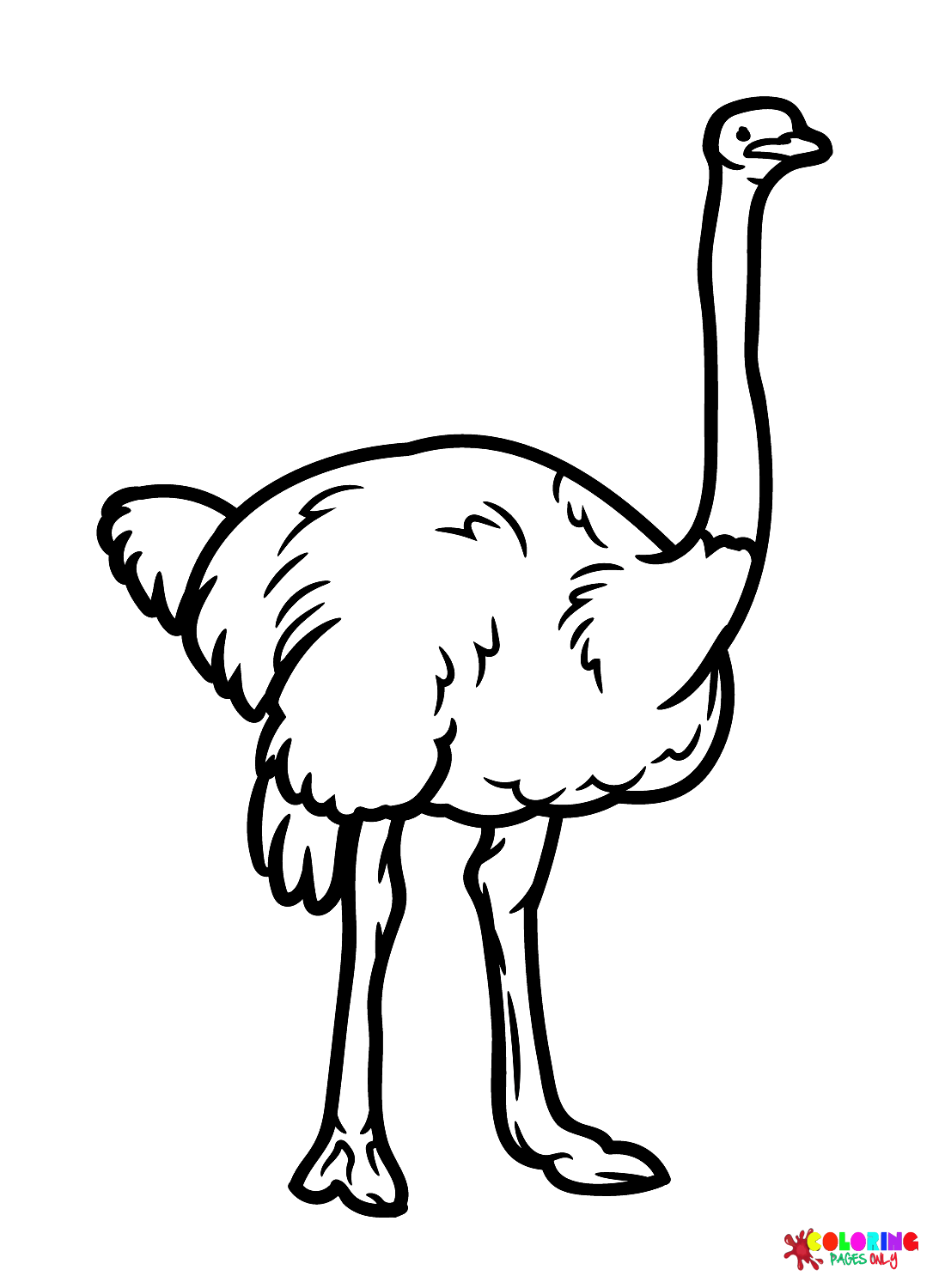 ostrich-bird-images.png