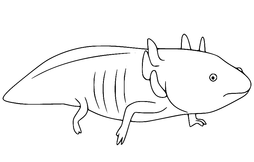 printable-axolotl.png