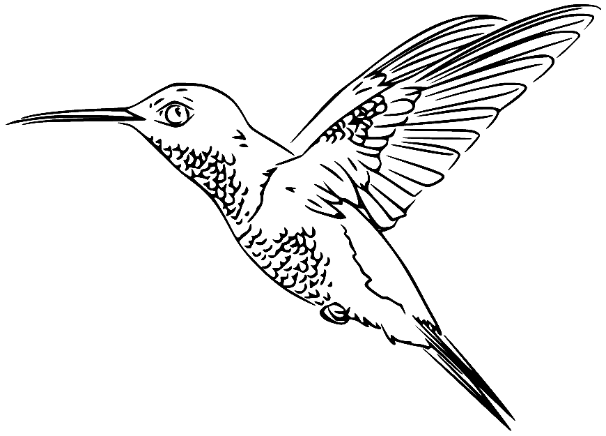 realistic-flying-hummingbird.png