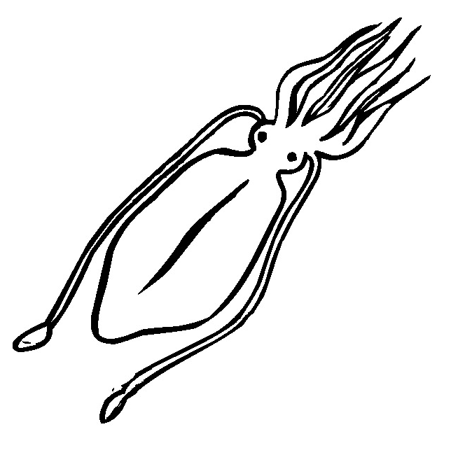 squid-mollusc.png