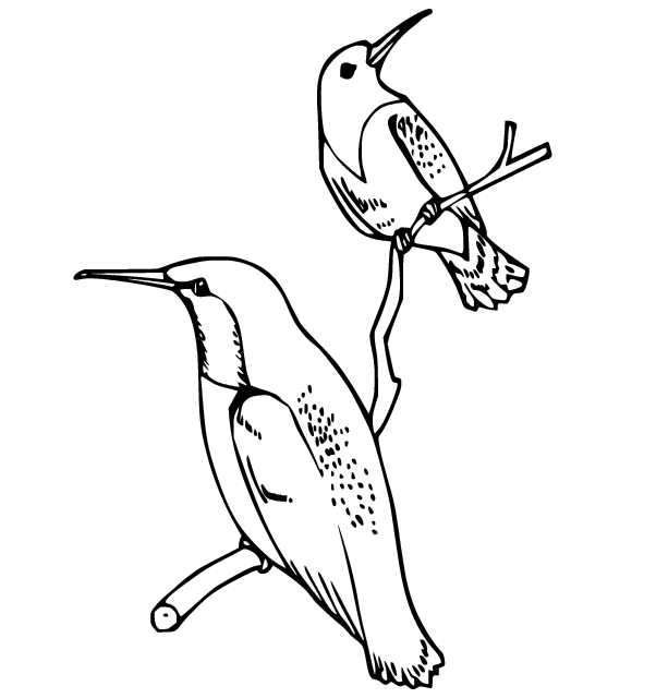two-hummingbirds-on-the-branch.png